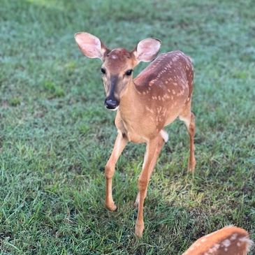  White-tailed fawns are known for their playful nature. 