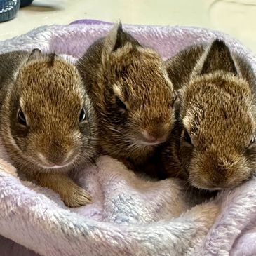 Cottontals bunnies 