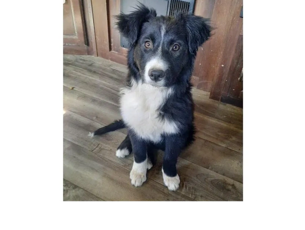 This is a dog