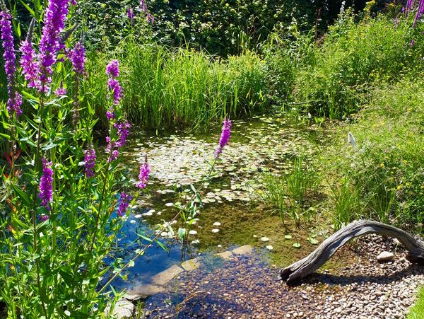 Wildlife pond in a wildlife garden - Jim Ashton - Wild Horizons