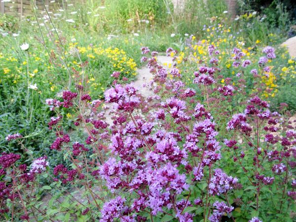 Wild Marjoram and Birdsfoot Trefoil in a wildlife garden - Jim Ashton - Wild Horizons