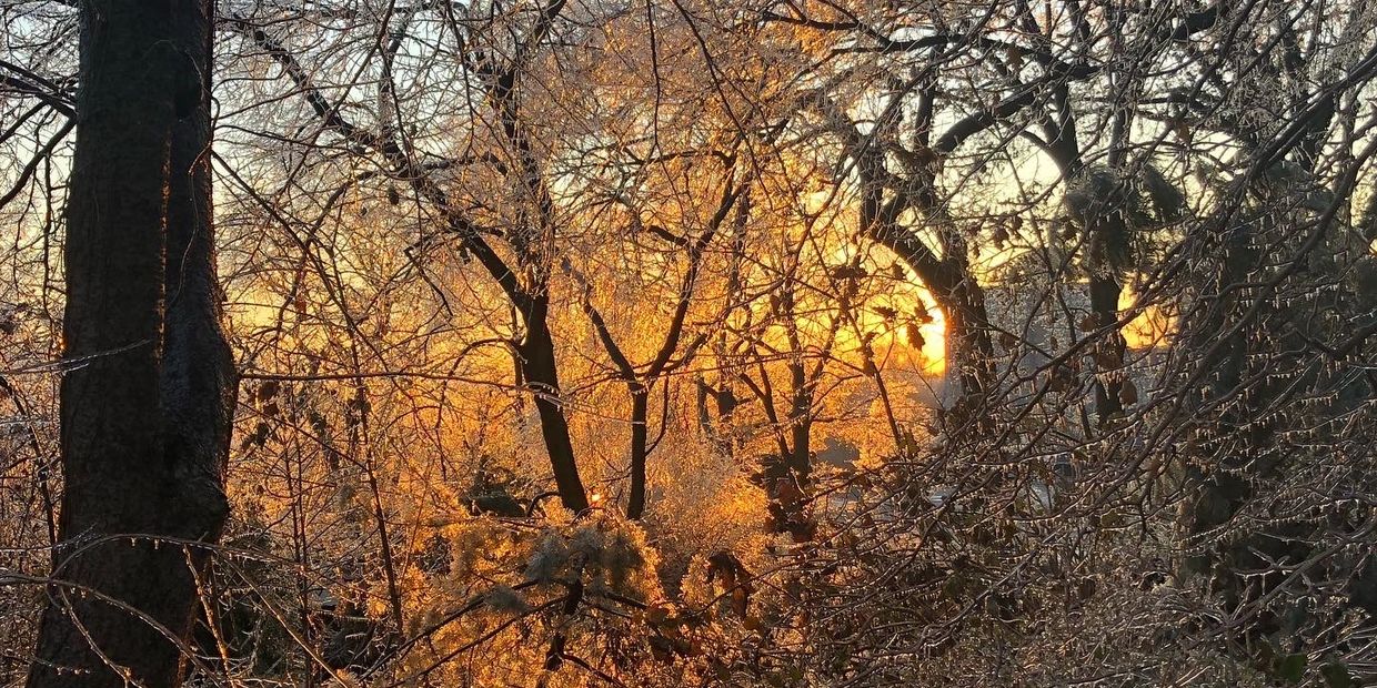 image of trees and shrubs covered in ice with sunlight shining through