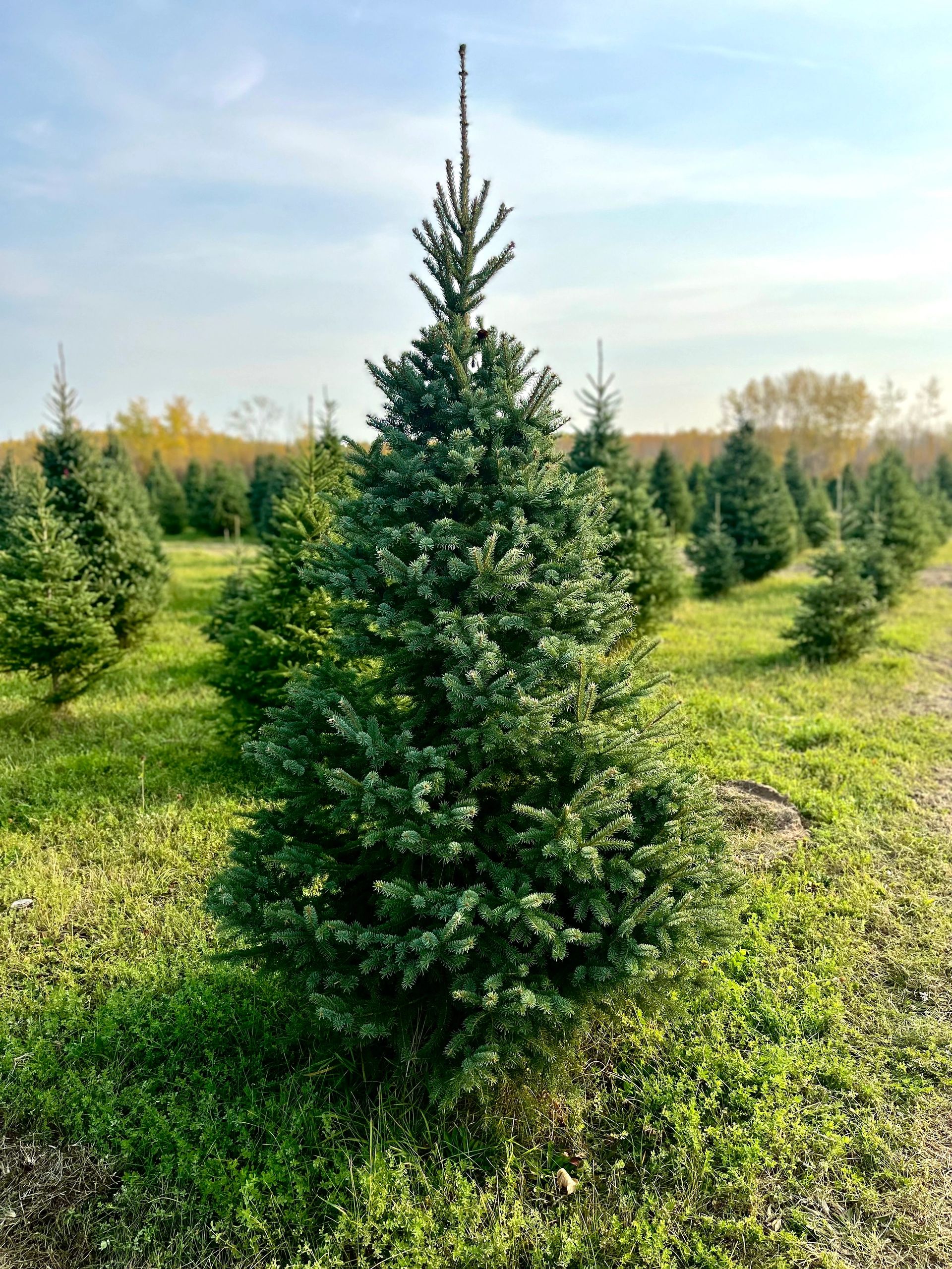 Local Farms and Fresh Christmas Trees