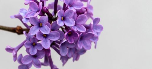 pexels free stock photo