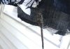 LOOK WHO CAME TO HANG ON THE LINE WITH MY DRESS