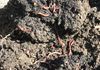 HELLA HEALTHY COMPOST