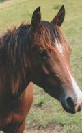 Rescue Stock horse Pony