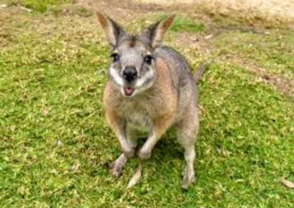 Wallaby