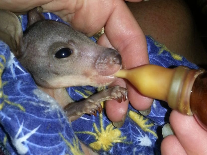 Pademelon