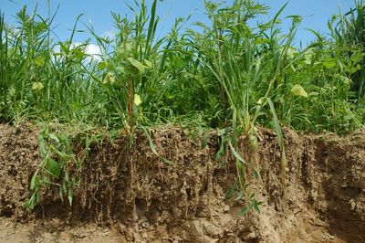 Crop crops with roots