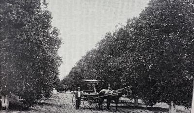 Horse and wagon in seedling orange grove.