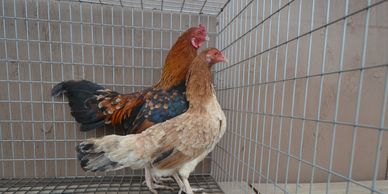 BB Red mini cubalaya pair