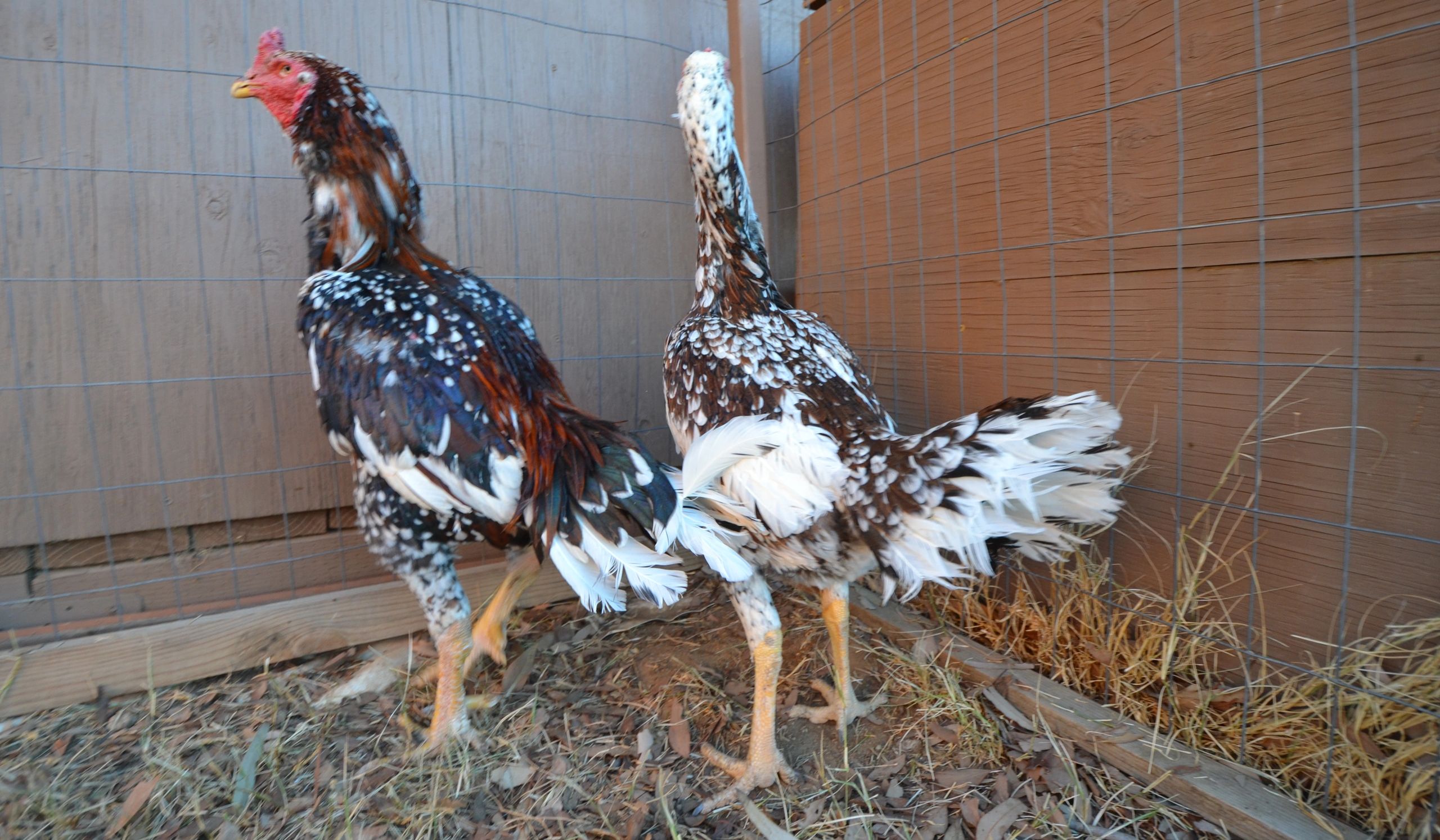 Shamo Chicken