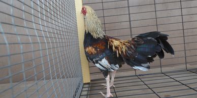 Golden mini cubalaya rooster
