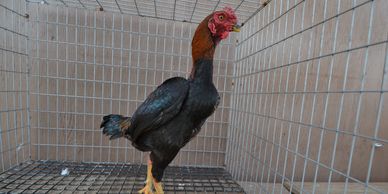 BB Red Ko Shamo Rooster