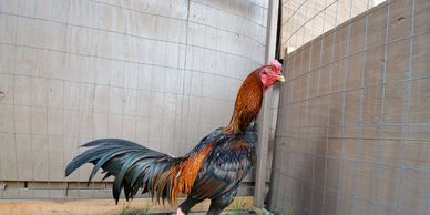 BB Red Thai Rooster