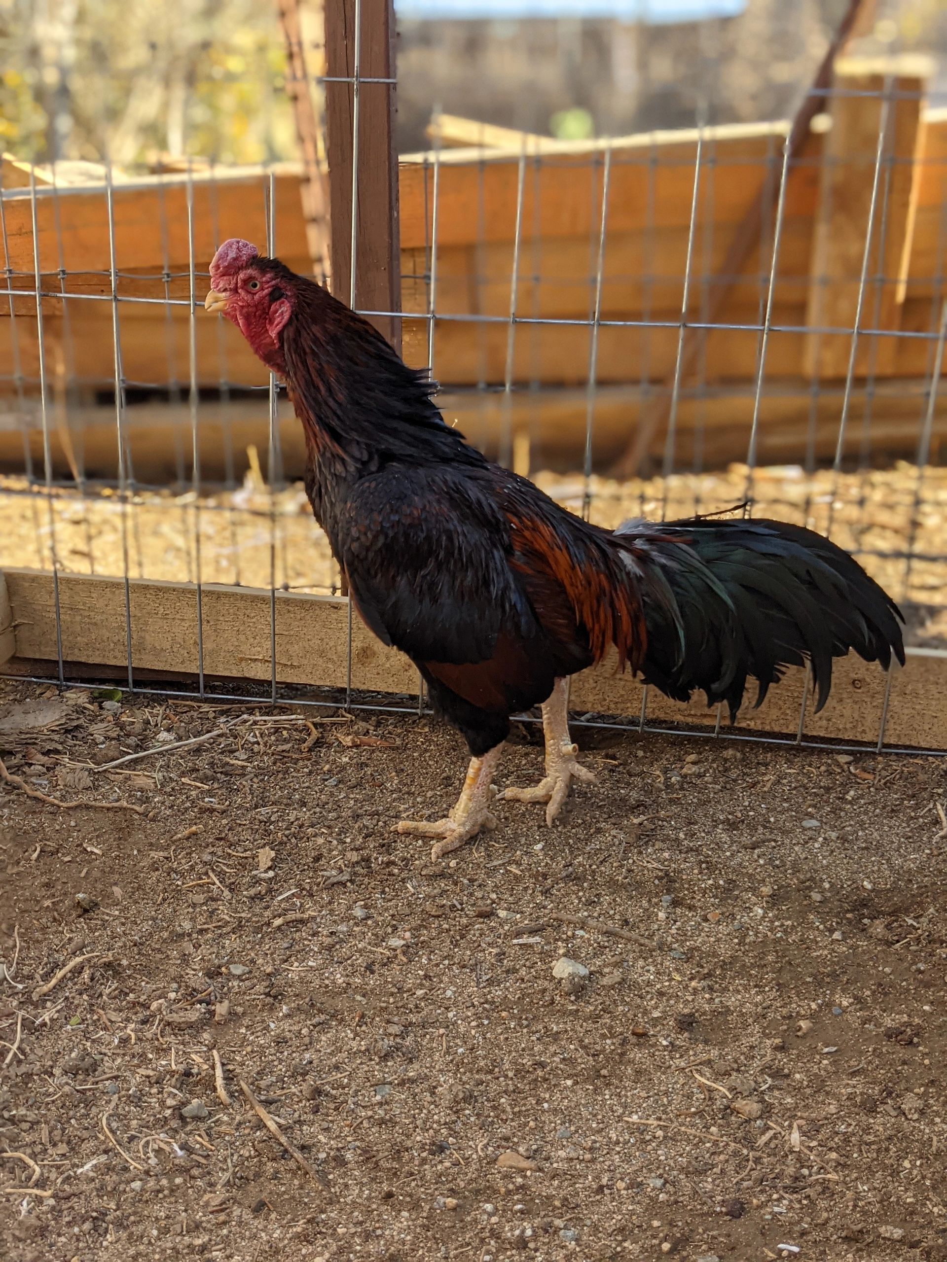 Rampuri asil Gamefowl Dark Red rooster