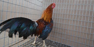 BB Red mini Cubalaya rooster