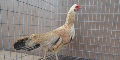 Golden mini cubalaya hen