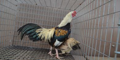 Golden mini cubalaya rooster