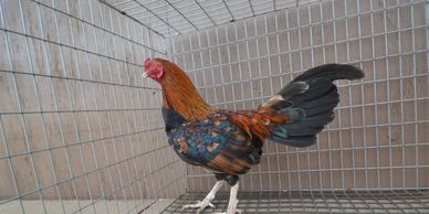 BB Red min cubalaya rooster