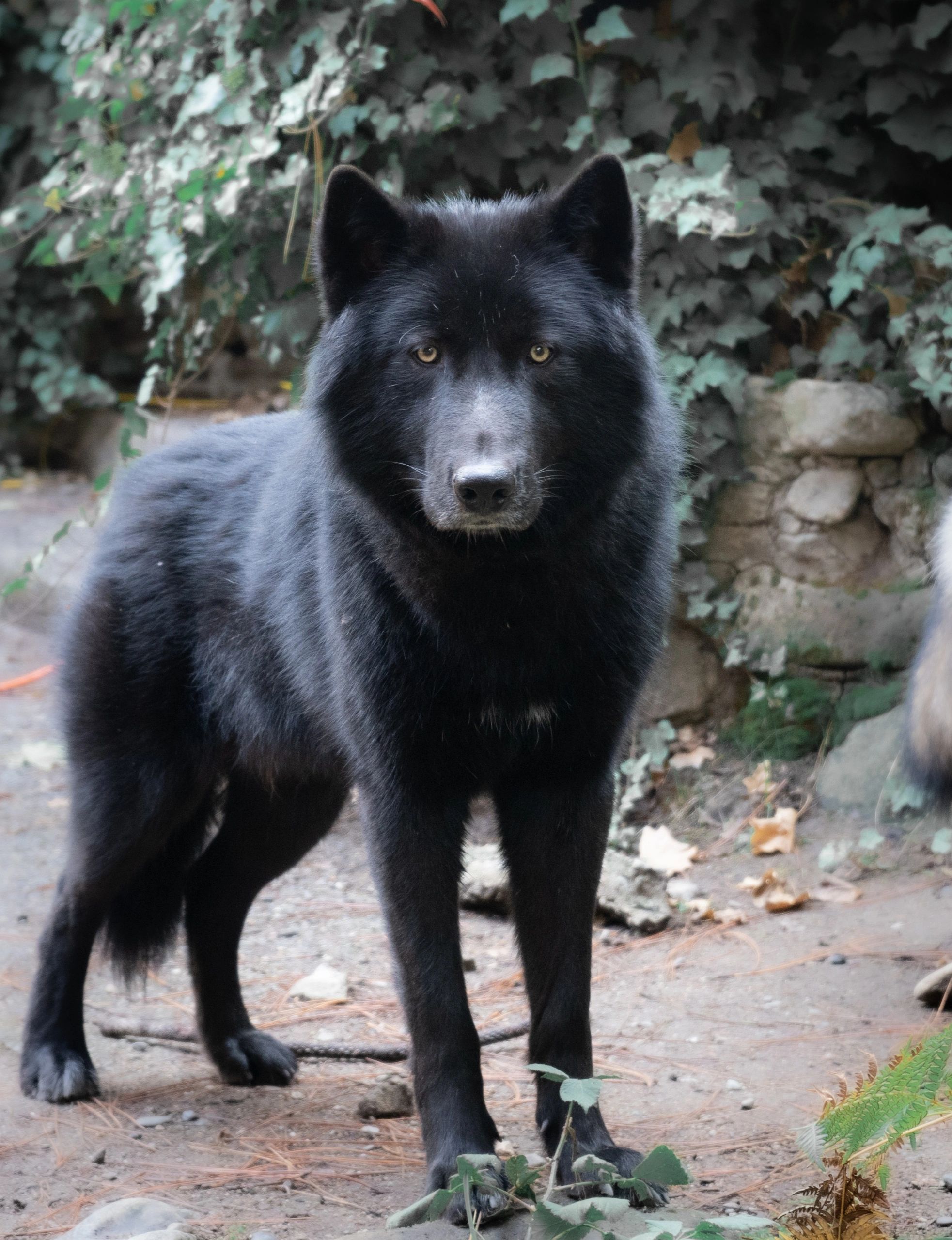 black wolf dog breeds