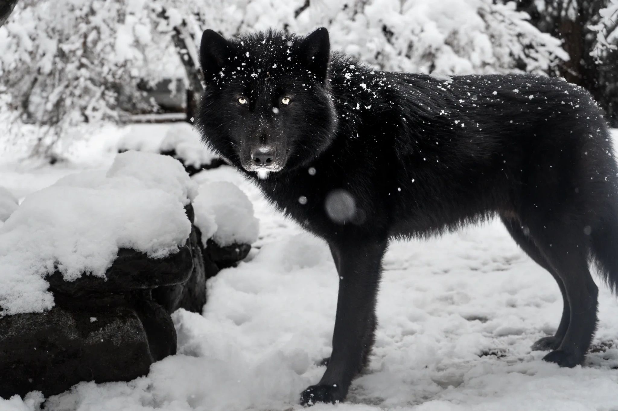 black wolf dog hybrid puppies