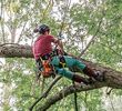 Cut Rite Tree Services