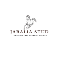 Jabalia Stud