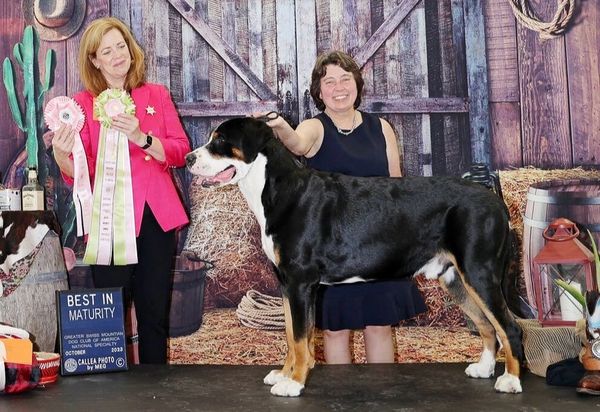 Greater Swiss Mountain Dog, Swissy puppy, Park Place Swissys, Swissy,  
AKC Breeder of Merit, GSMD