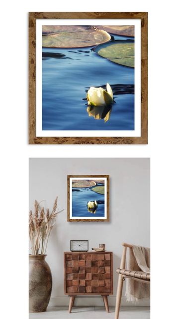 A white water lily floating on calm blue water with lily pads.