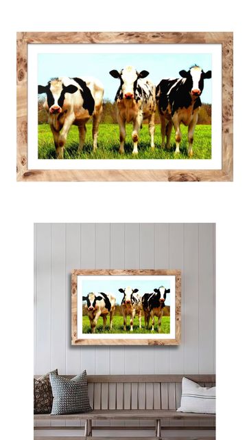 Framed photo of three cows standing on green grass under blue sky.