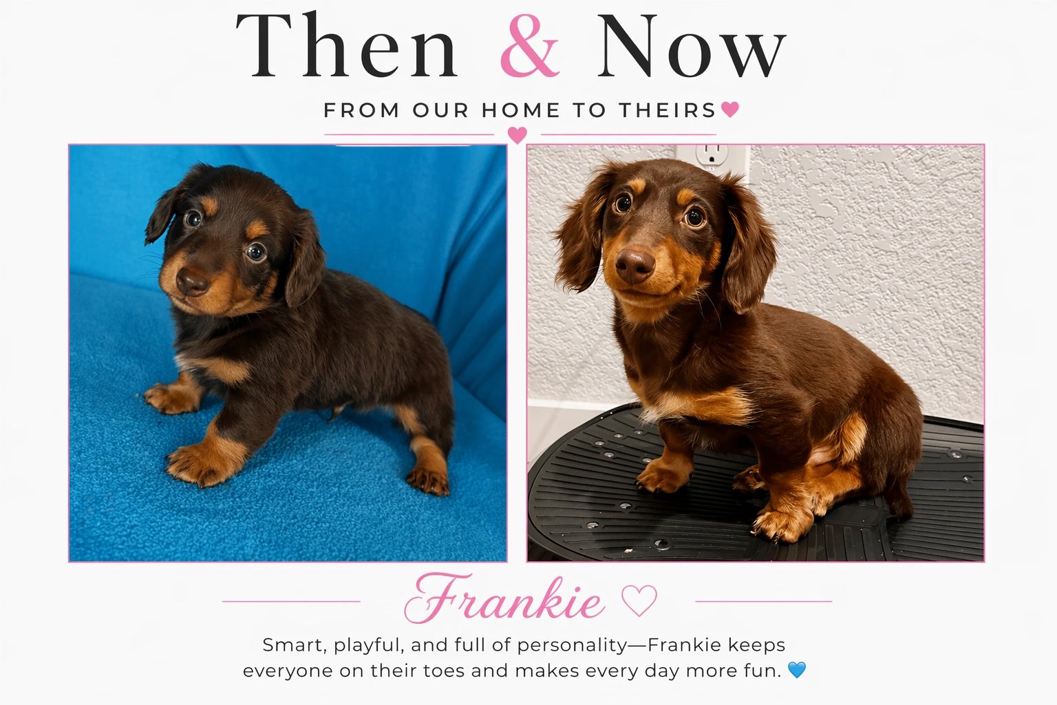 Then and now photos of a playful dachshund named Frankie.