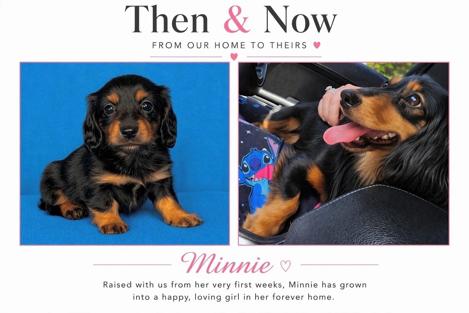Then and now photos of a dachshund named Minnie.