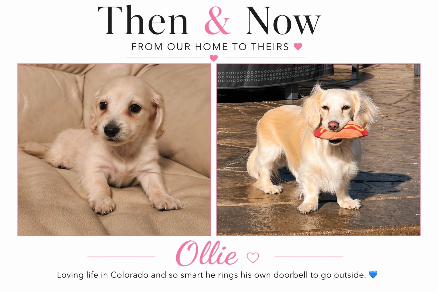 Then and now photos of Ollie, a clever dog who rings his own doorbell.