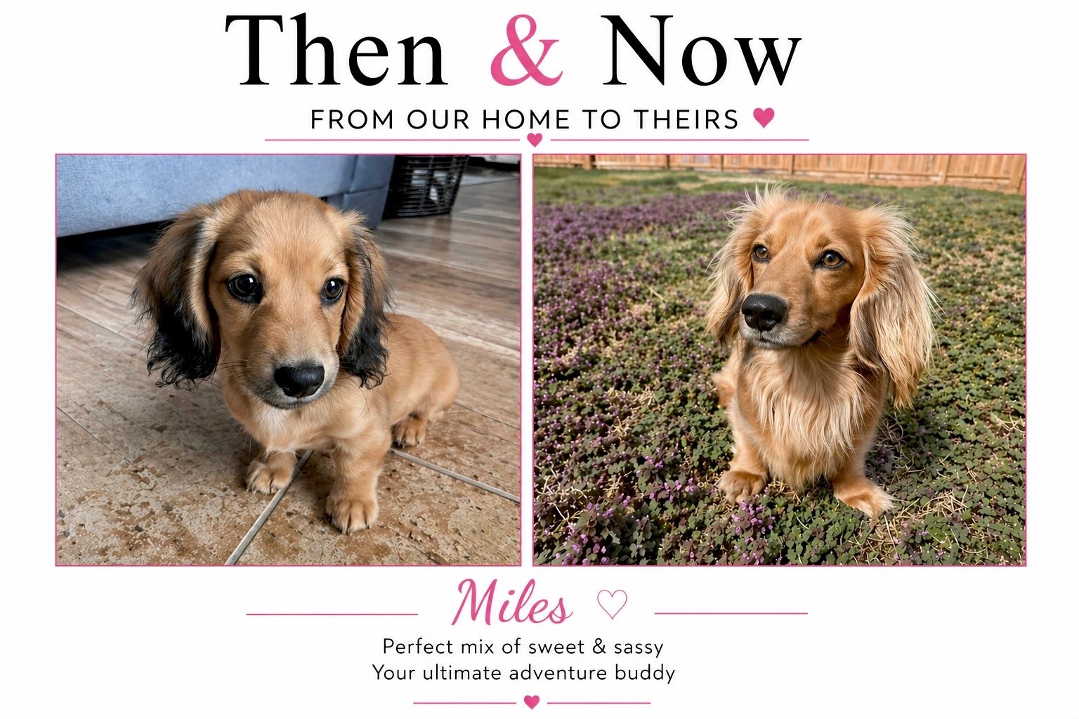Then and now photos of Miles, a sweet and sassy dachshund.