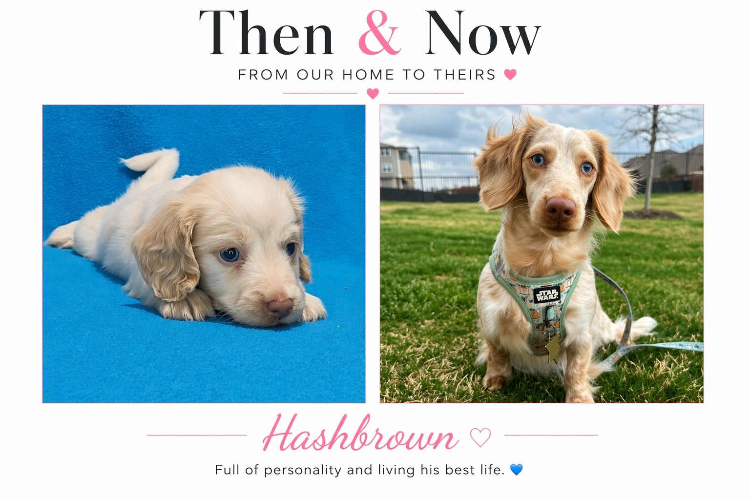 Then and now photos of Hashbrown, a charming dog growing up.