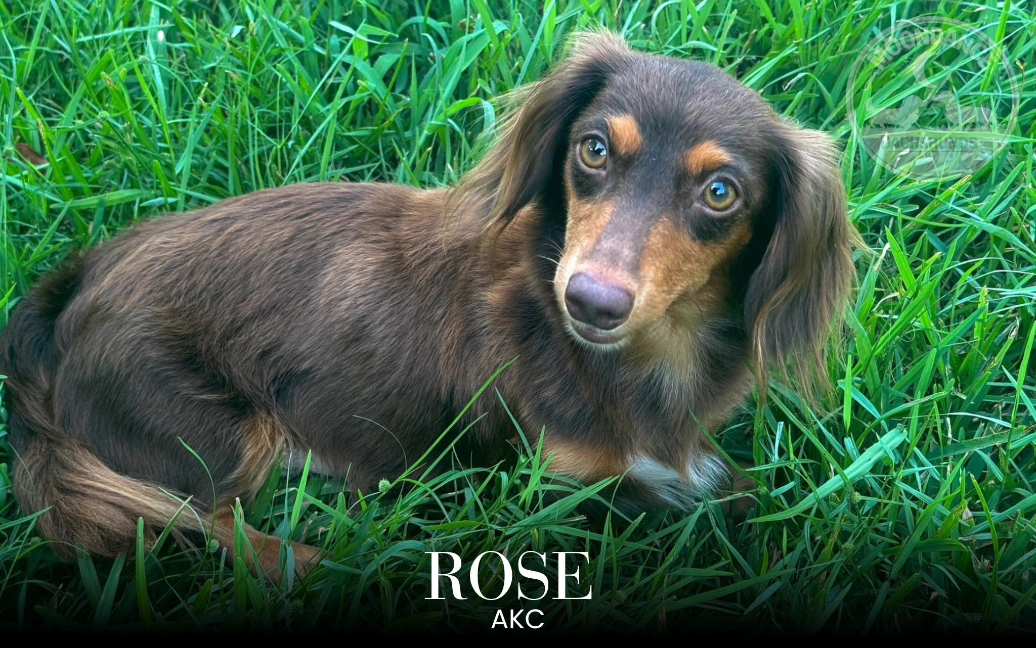 Brown and tan dog named Rose lying on green grass.