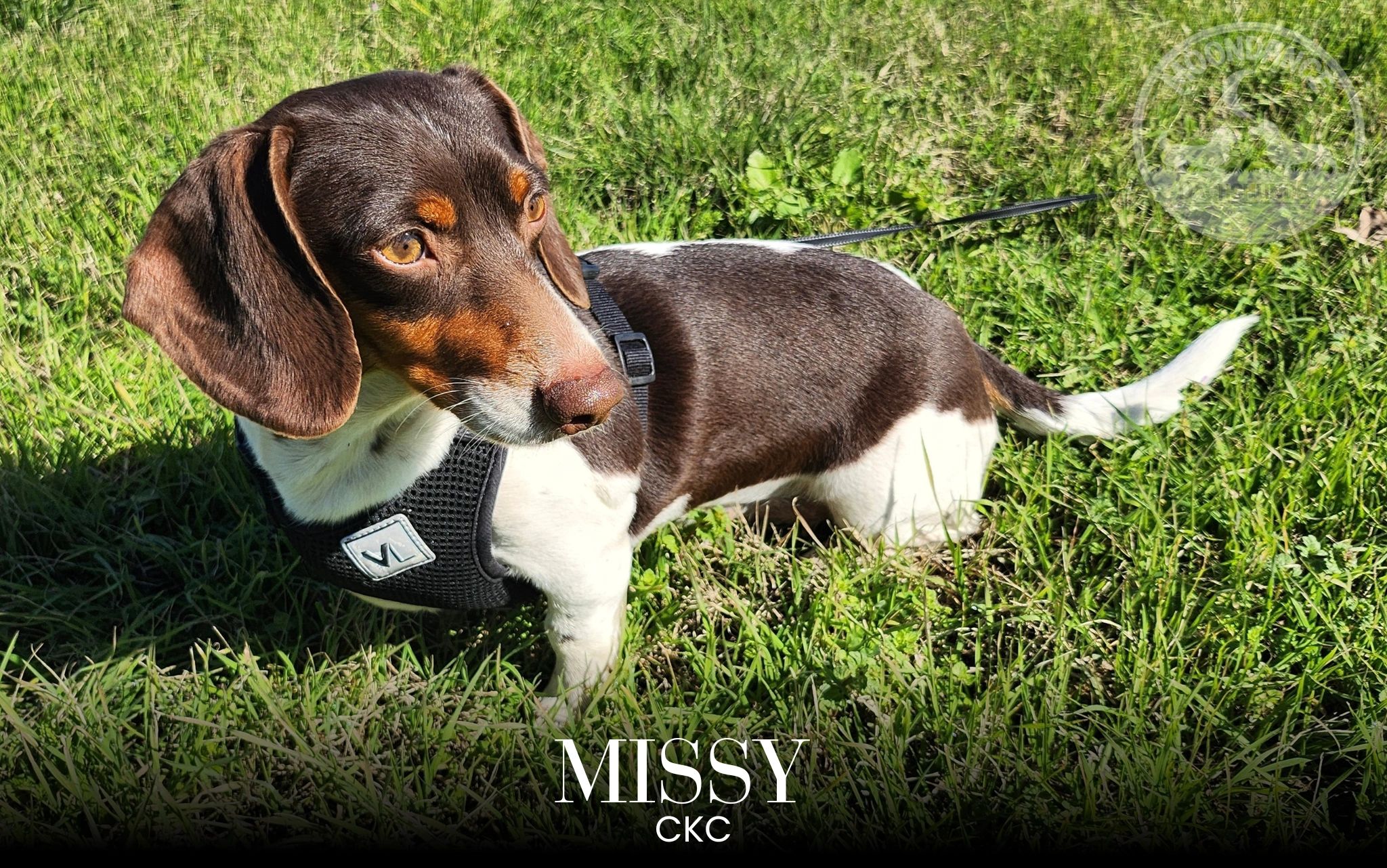 Dachshund named Missy in a black harness on green grass.
