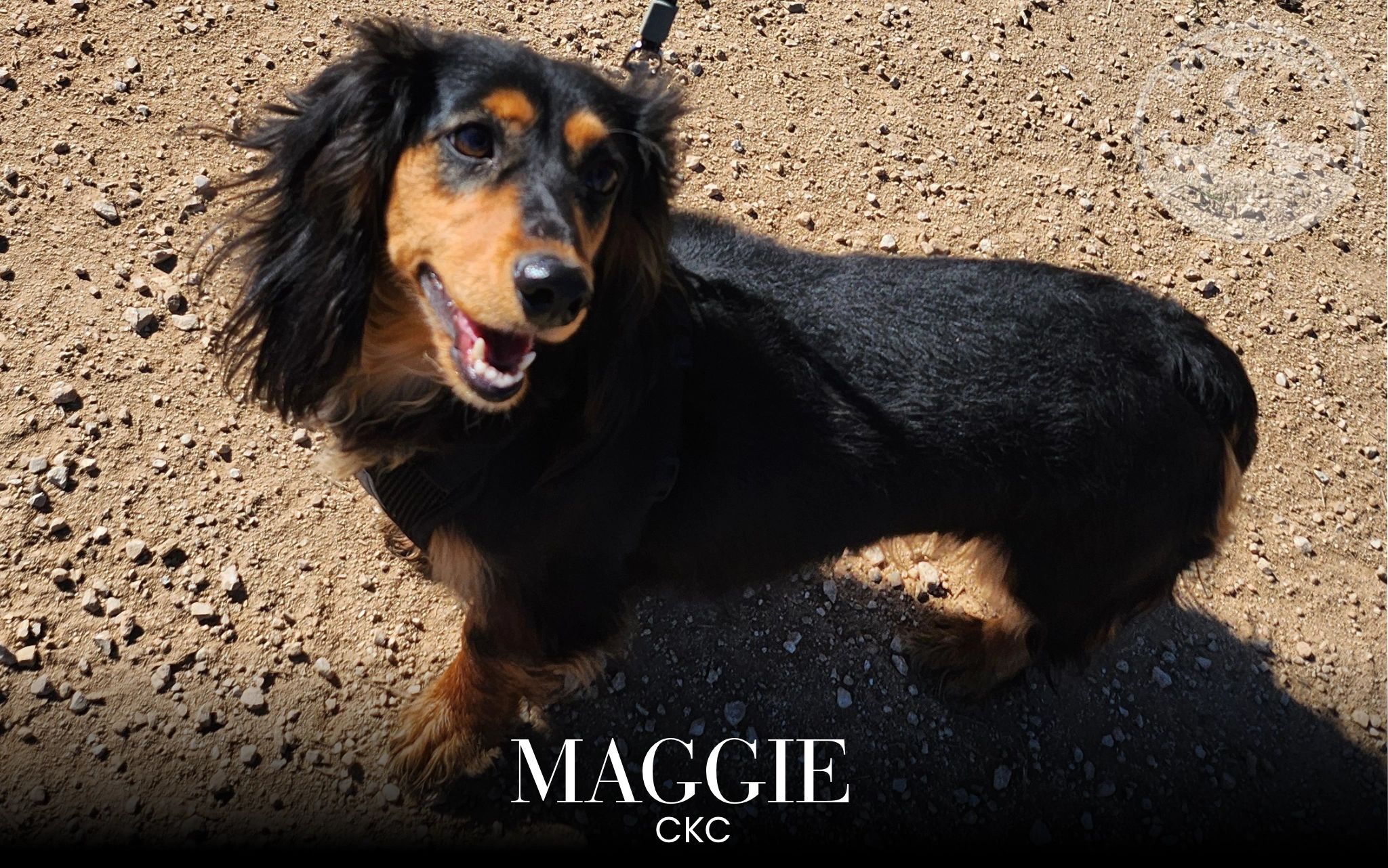 Happy black and tan dog named Maggie on a dirt path.