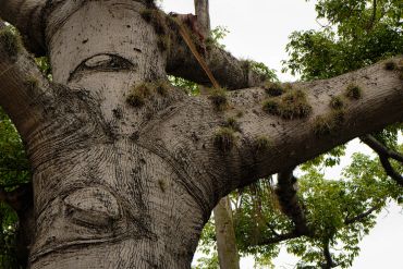 Tronco de árbol con formas que parecen ojos.