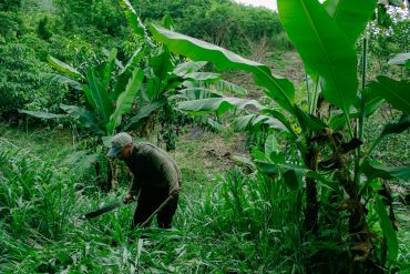 Persona trabajando en una plantación de plátanos.