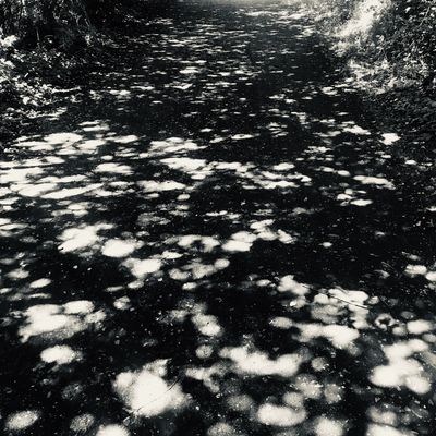 Dappled sunlight filters through leaves onto a shaded forest path.