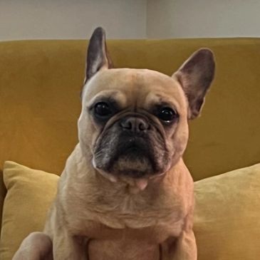 A French Bulldog sitting on a mustard yellow couch with a matching pillow.