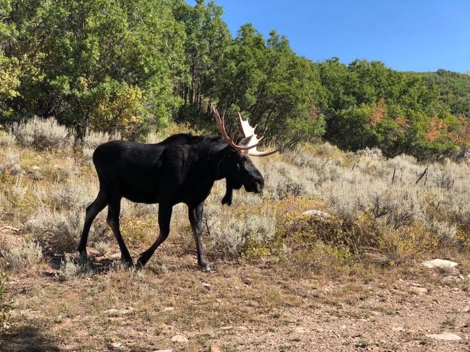 Aspen Acres