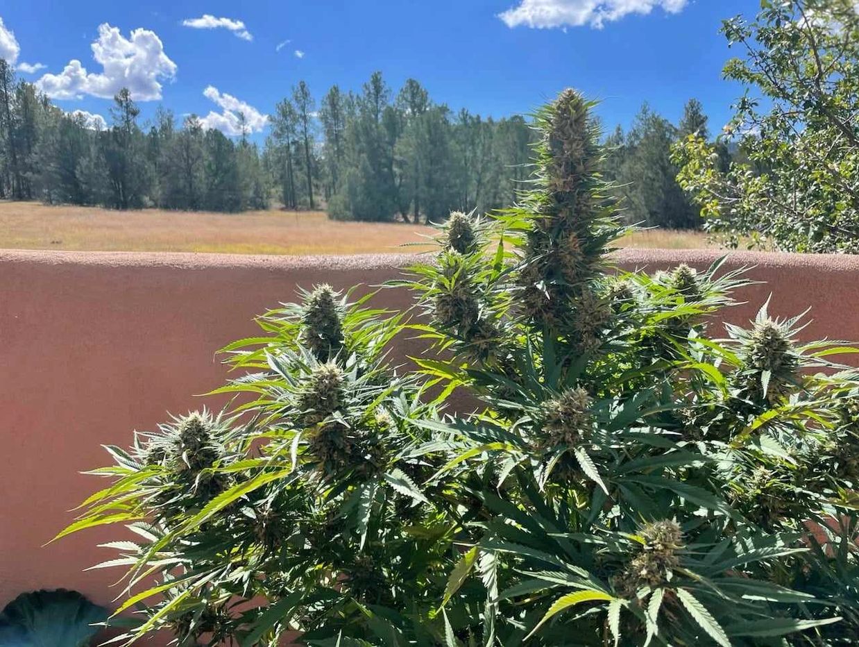 Huge chocolope auto flowering cannabis plant for seed distribution.