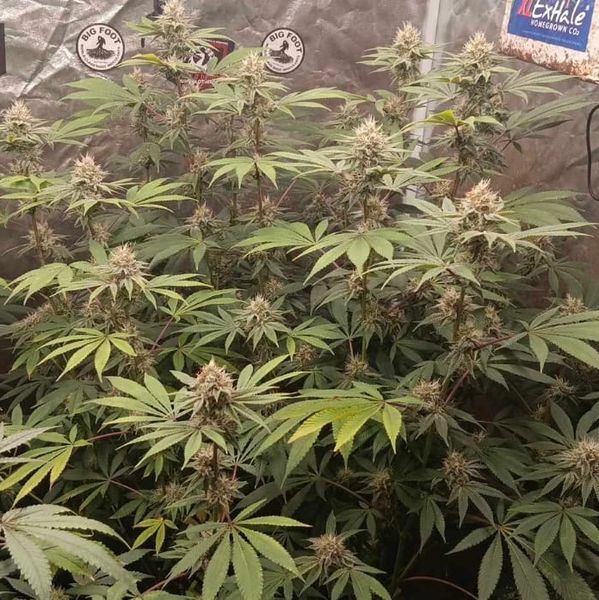 Indoor feminized auto flowering plants for seed distribution.