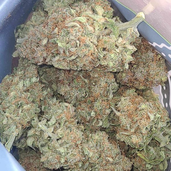 Introducing Item 9: a massive auto-flowering strain, Bubble Yum x Cookie Punch. Enjoy rock-hard buds and sticky, resinous beauty that’s sure to impress.