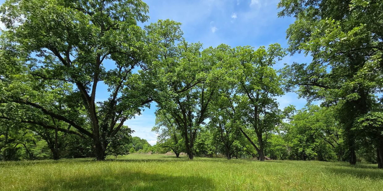 Sunny day in a green park with large trees and grassy field.