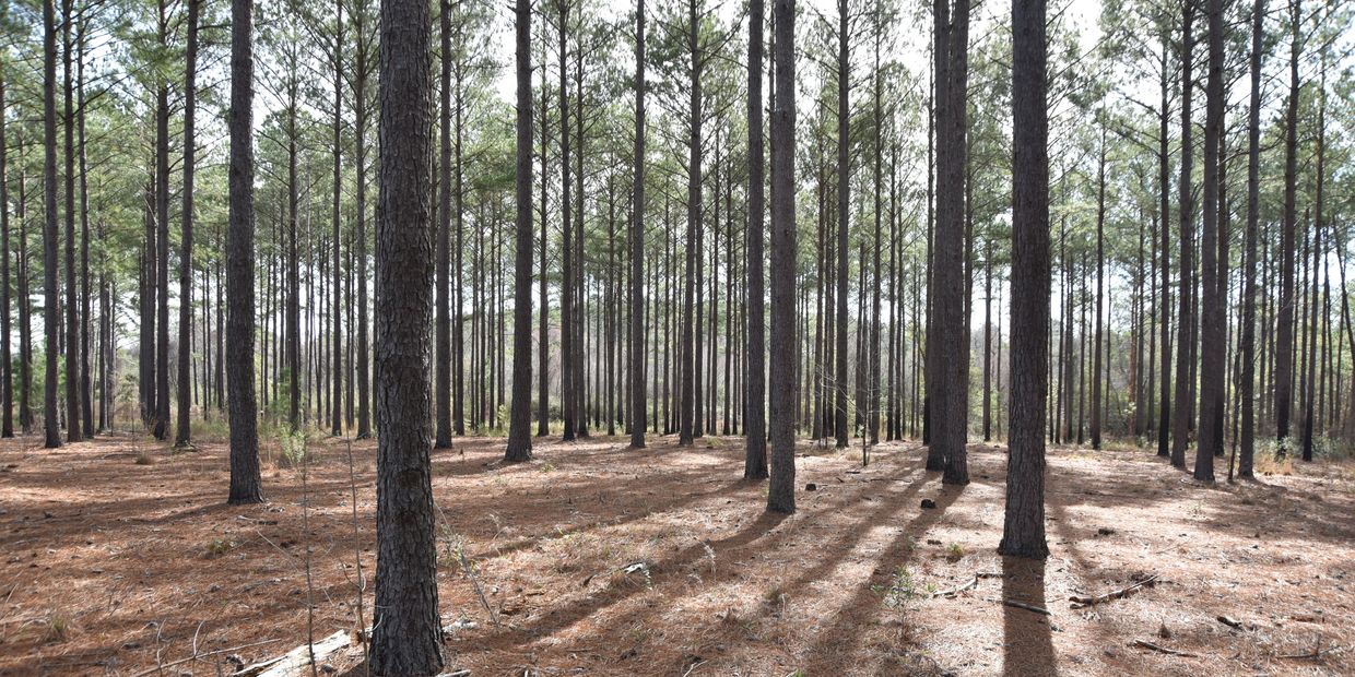 Sell timber tract in Georgia